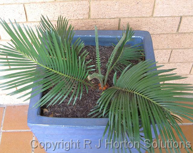 Cycads new growth